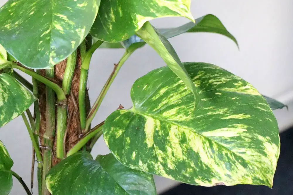 23 plantas para el alféizar de la ventana del lado norte: a ellas les gusta la sombra