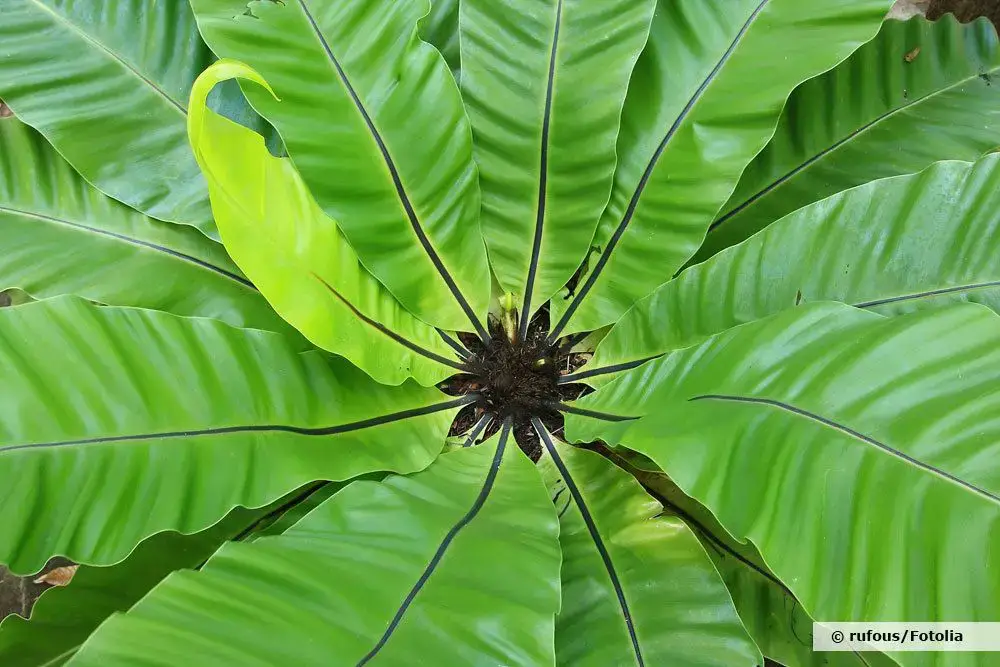 23 plantas para el alféizar de la ventana del lado norte: a ellas les gusta la sombra