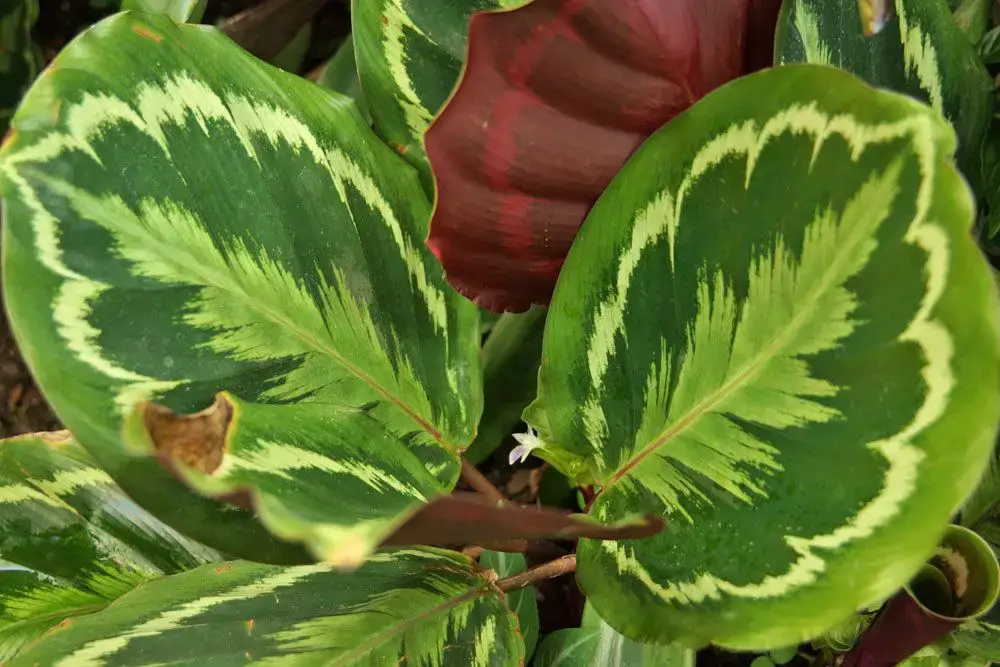 23 plantas para el alféizar de la ventana del lado norte: a ellas les gusta la sombra