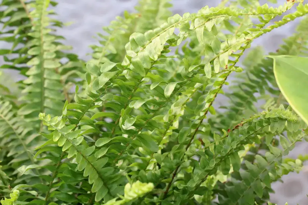 23 plantas para el alféizar de la ventana del lado norte: a ellas les gusta la sombra