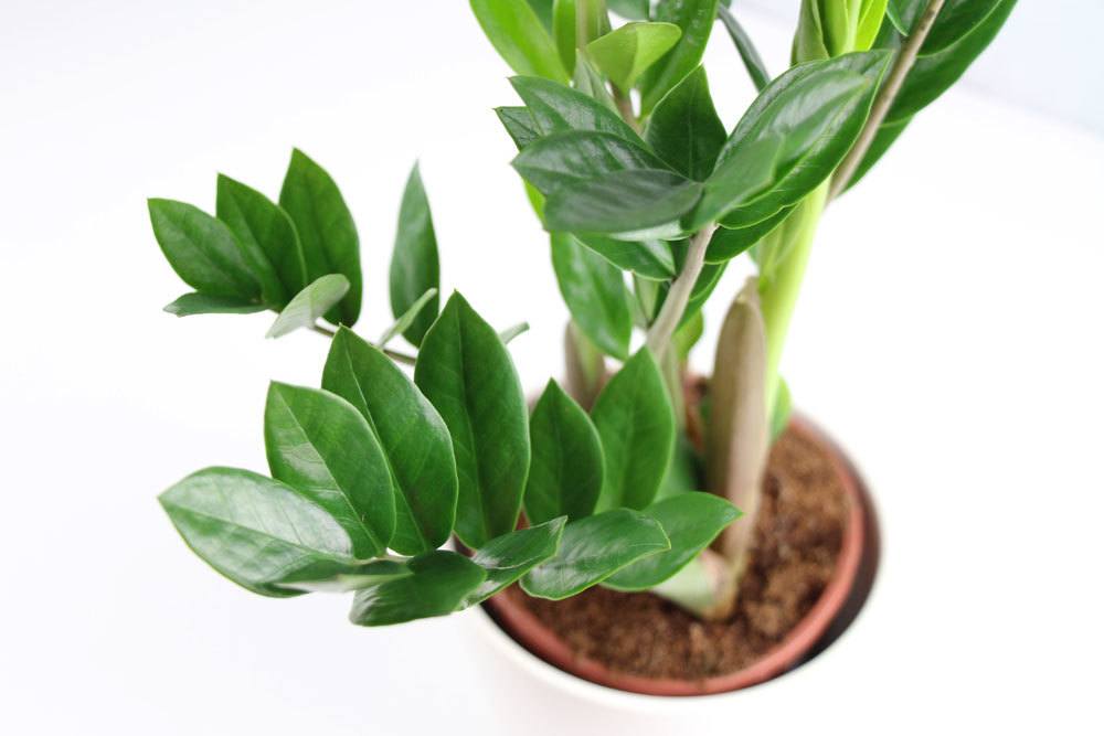 23 plantas para el alféizar de la ventana del lado norte: a ellas les gusta la sombra