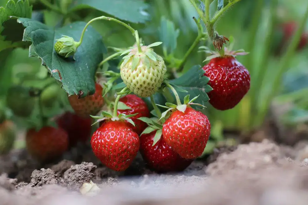 Las fresas hibernan en el jardín y en los parterres elevados: así es como funciona