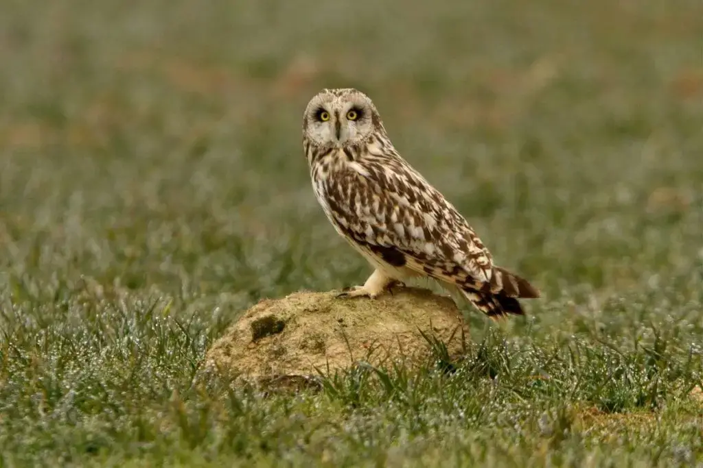 9 especies de búhos autóctonos de Alemania con foto