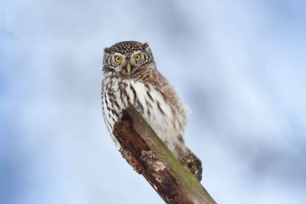 9 especies de búhos autóctonos de Alemania con foto