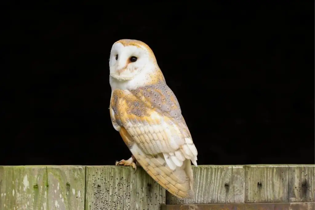 9 especies de búhos autóctonos de Alemania con foto