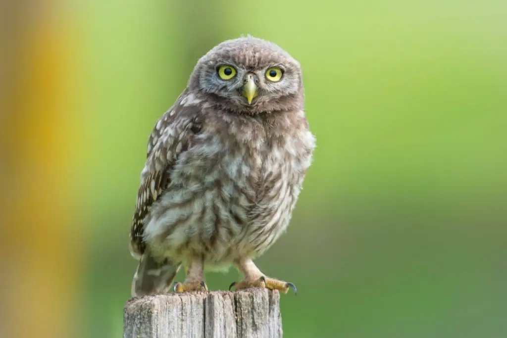 9 especies de búhos autóctonos de Alemania con foto