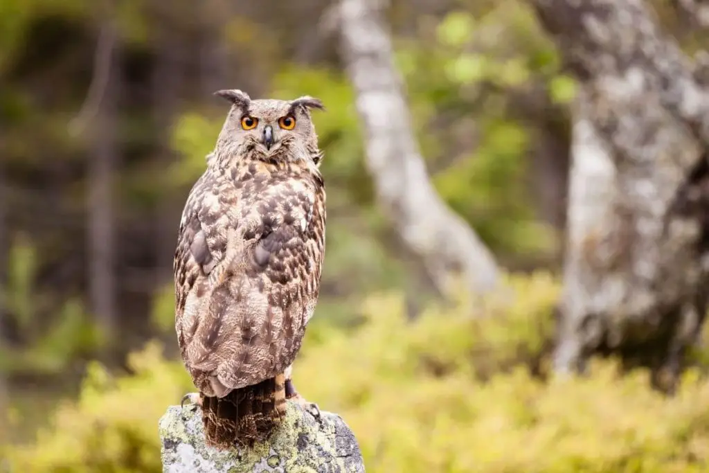 9 especies de búhos autóctonos de Alemania con foto