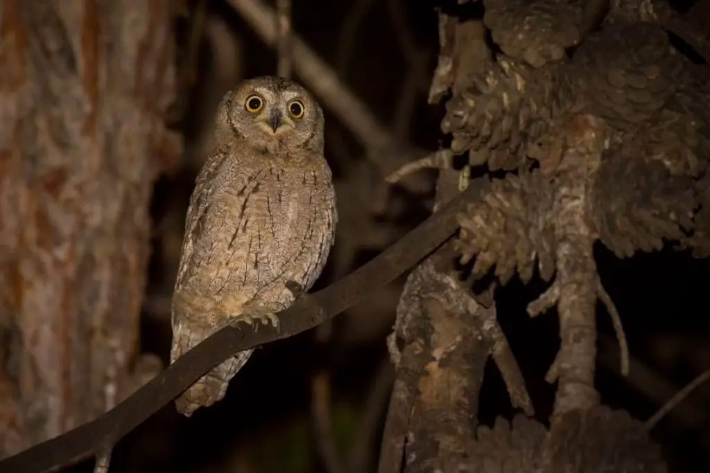 9 especies de búhos autóctonos de Alemania con foto