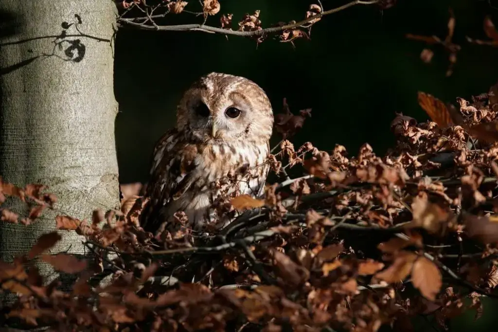 9 especies de búhos autóctonos de Alemania con foto