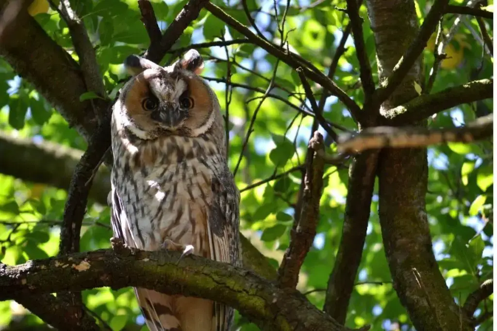 9 especies de búhos autóctonos de Alemania con foto