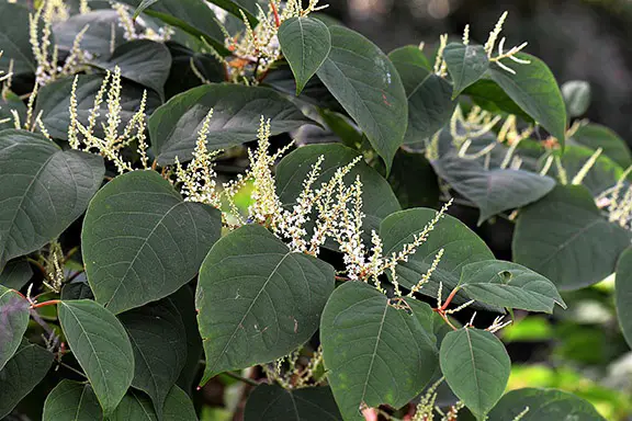 Las 10 mejores plantas trepadoras aptas para las abejas