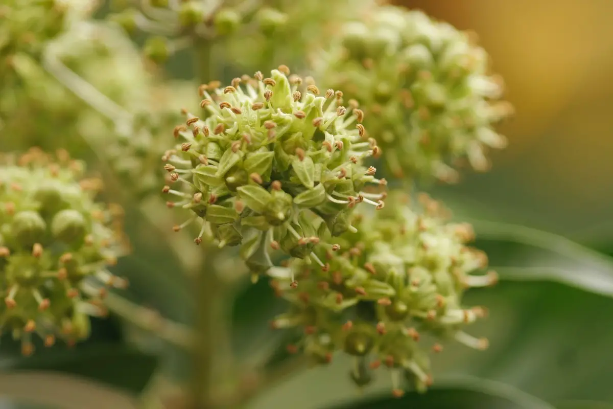 Las 10 mejores plantas trepadoras aptas para las abejas