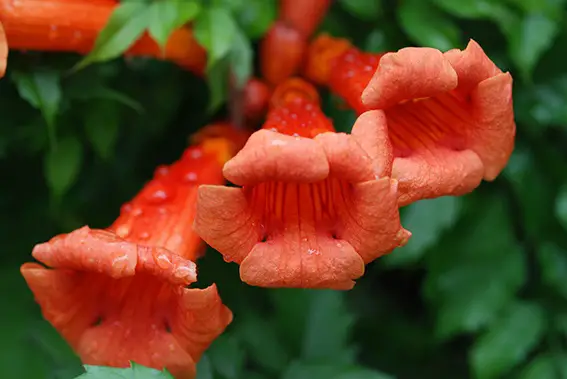 Las 10 mejores plantas trepadoras aptas para las abejas