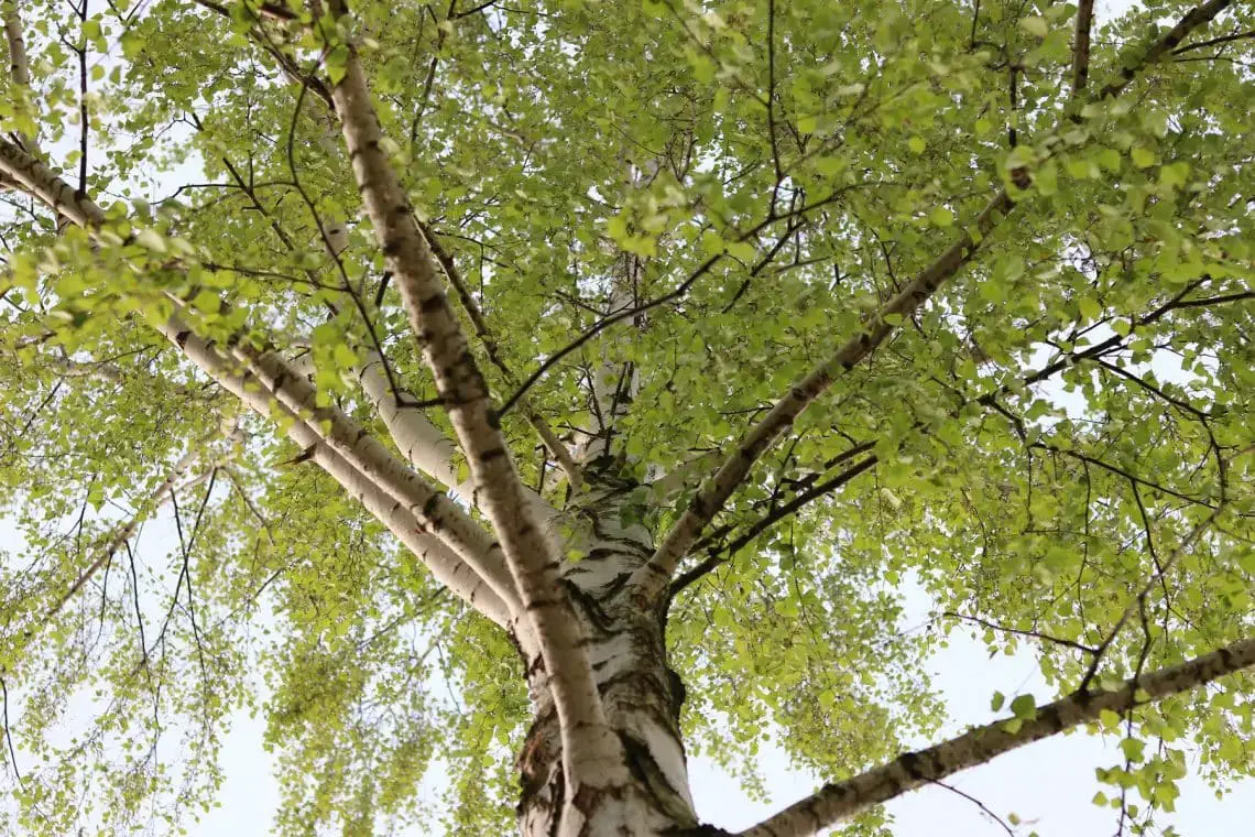 15 árboles resistentes a pleno sol