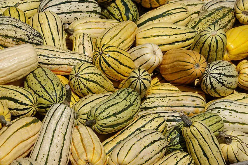 ¿Qué calabaza comer con piel? – No es necesario pelar estas variedades.