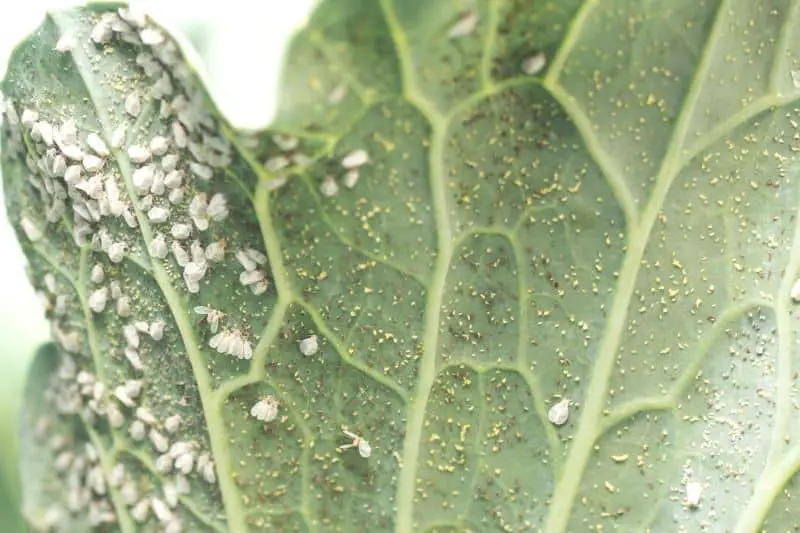 Combatir la mosca blanca con jabón para platos