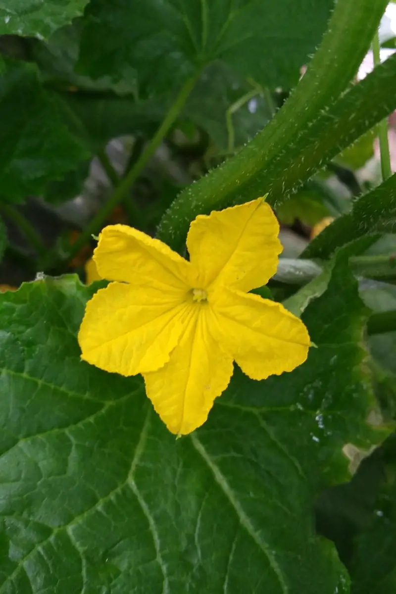 Cultivo, plantación, cuidado de luffa, pepino esponjoso.