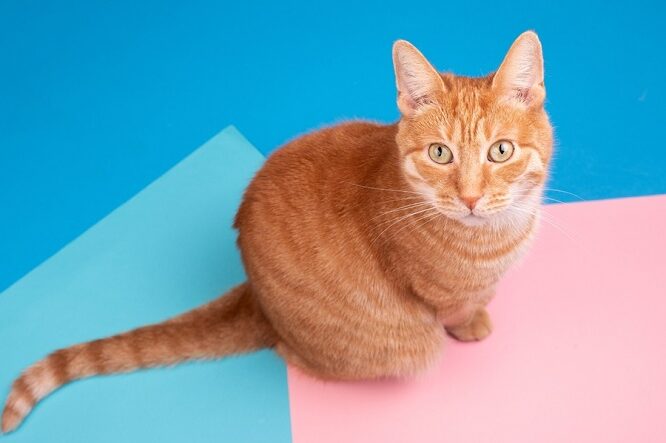 250 nombres de gatos más geniales y lindos con significado en 2024 - Cats.com
