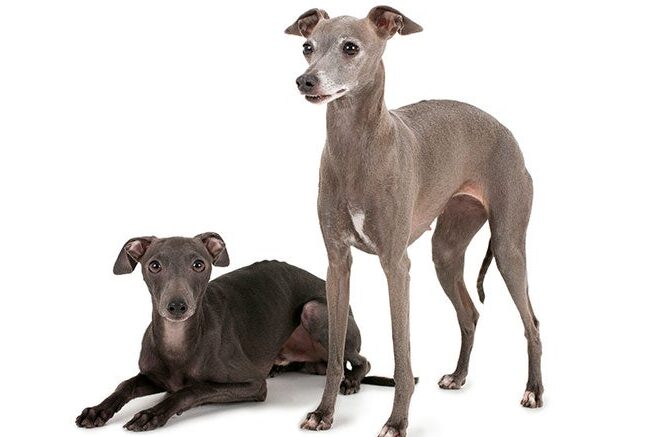Información sobre la raza de perro galgo italiano