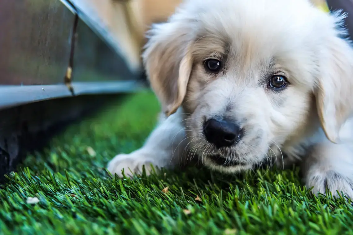 199 nombres italianos de perros hembras y machos