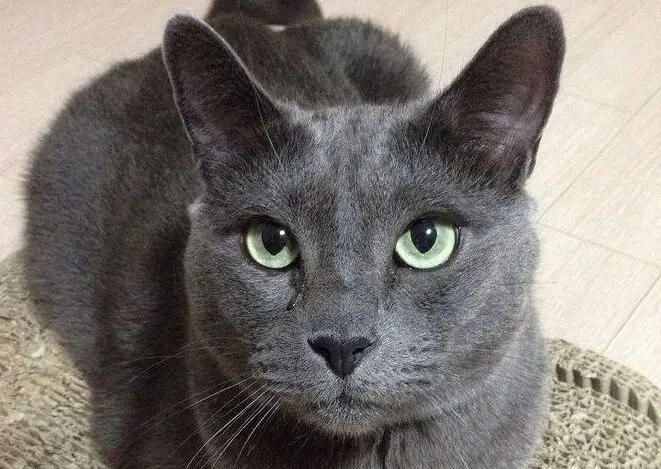 180 mejores nombres de gatos azules rusos