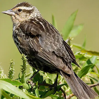 Mirlo de alas rojas (Parque Nacional de Aves de la Gran Cuenca ...