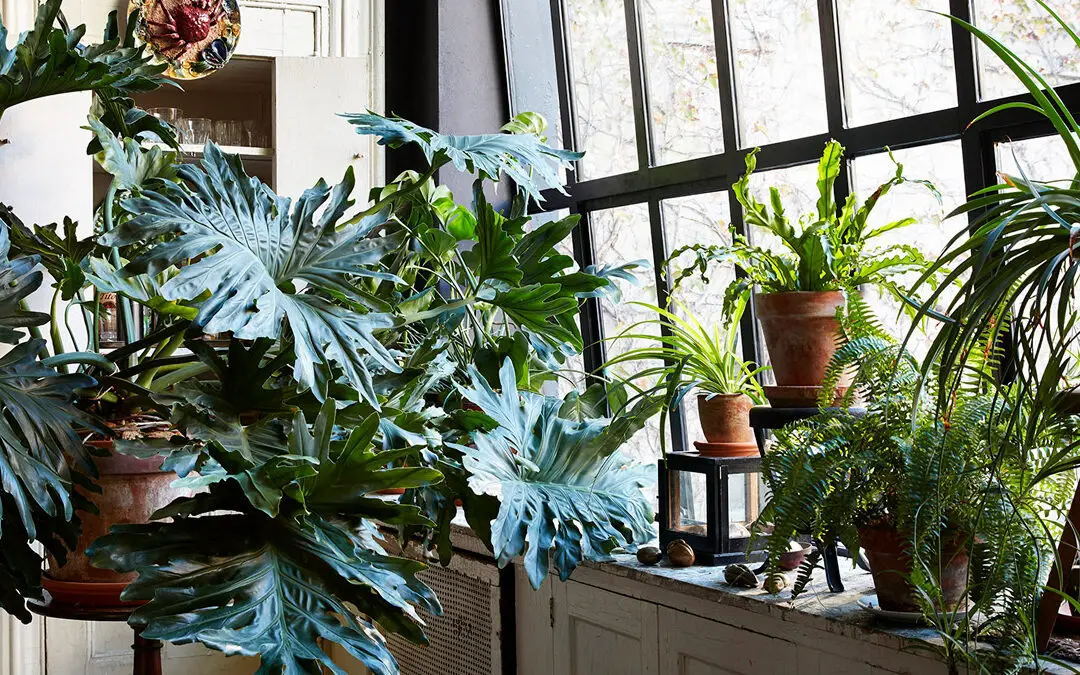Las mejores plantas de invernadero para su oasis interior
