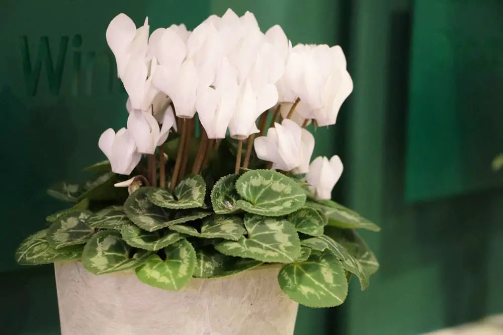 23 plantas para el alféizar de la ventana del lado norte: a ellas les gusta la sombra