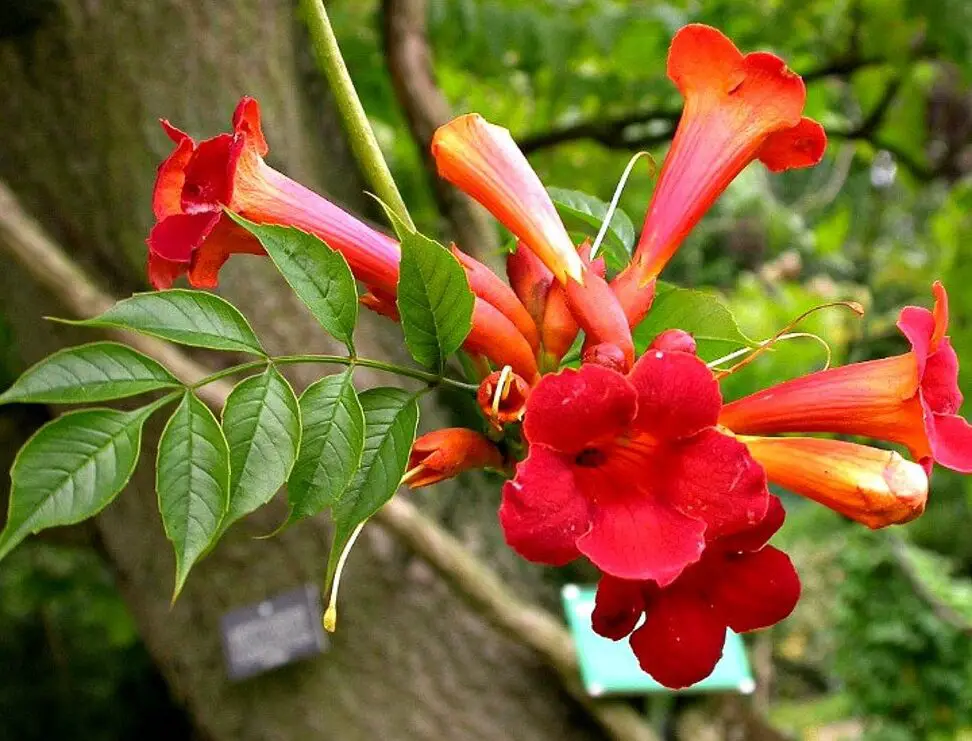 Vid Trompeta Roja, Campsis Radicans, 25 Semillas, Trepadora Vigorosa...