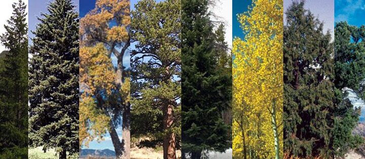 7 árboles nativos con corteza blanca con foto Principales especies de árboles de Colorado |