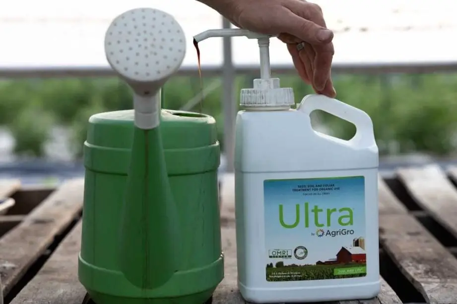 El mejor fertilizante para las plantas de tomate - The Seasonal Homestead