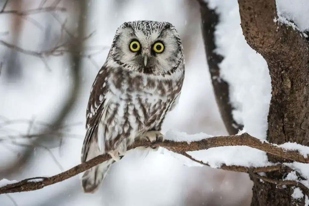 9 especies de búhos autóctonos de Alemania con foto