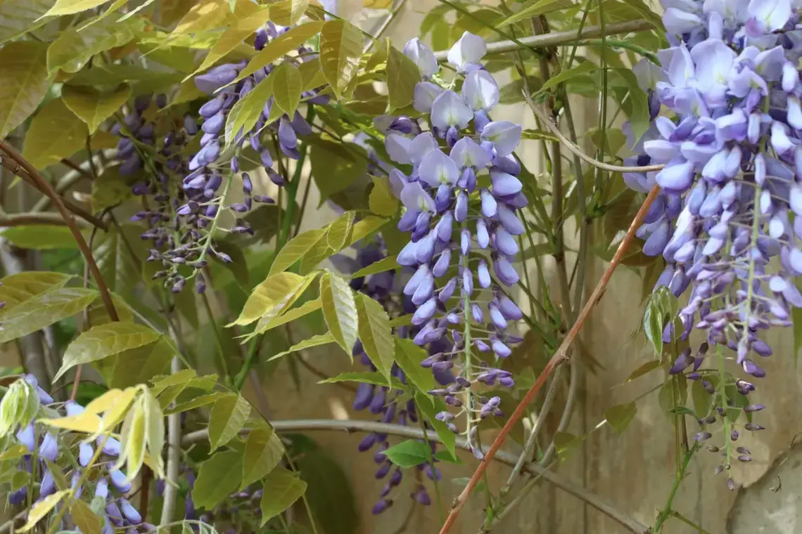 Alternativas a la glicina: 9 plantas trepadoras no tóxicas