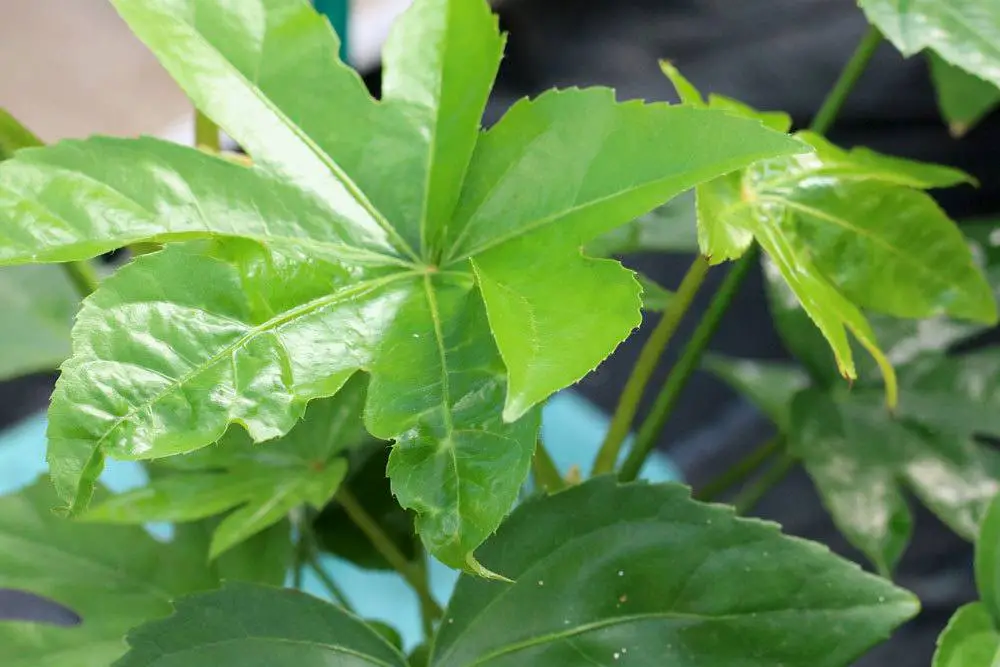 Aralia de interior, Fatsia japonica: información sobre cuidados | ¿Es venenoso?