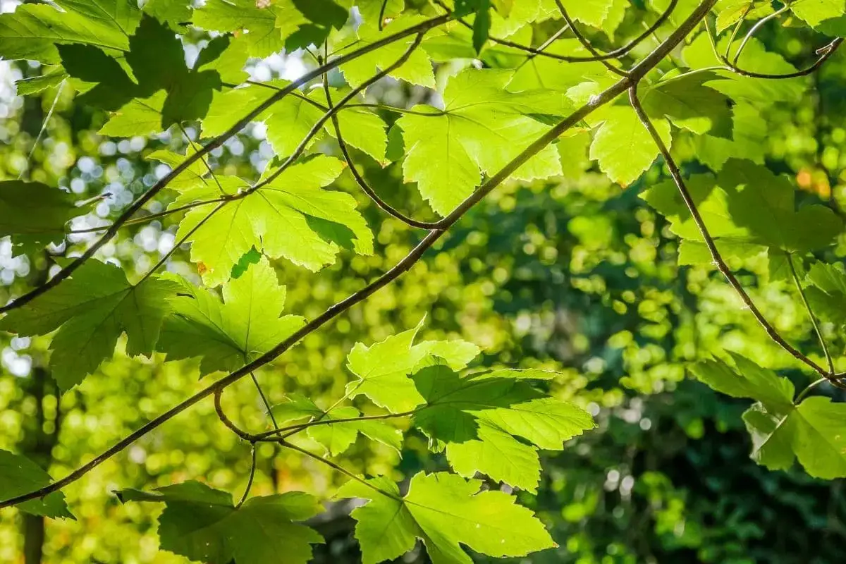 Árbol con hojas grandes: lista de 20 especies.