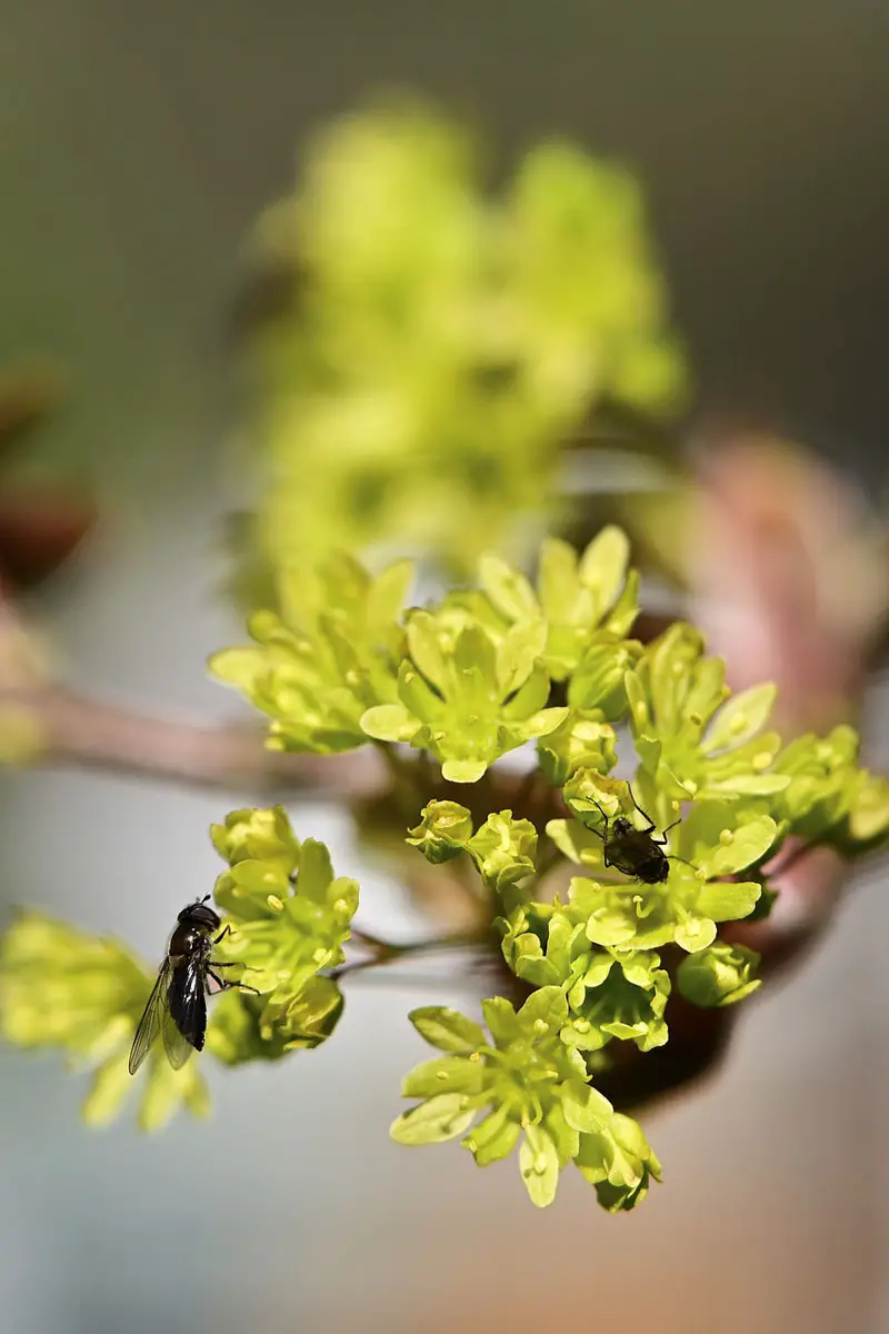 Árboles aptos para las abejas: nuestro top 12 para el jardín