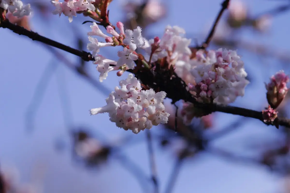 Árboles aromáticos: los 10 arbustos más bellos con flores aromáticas