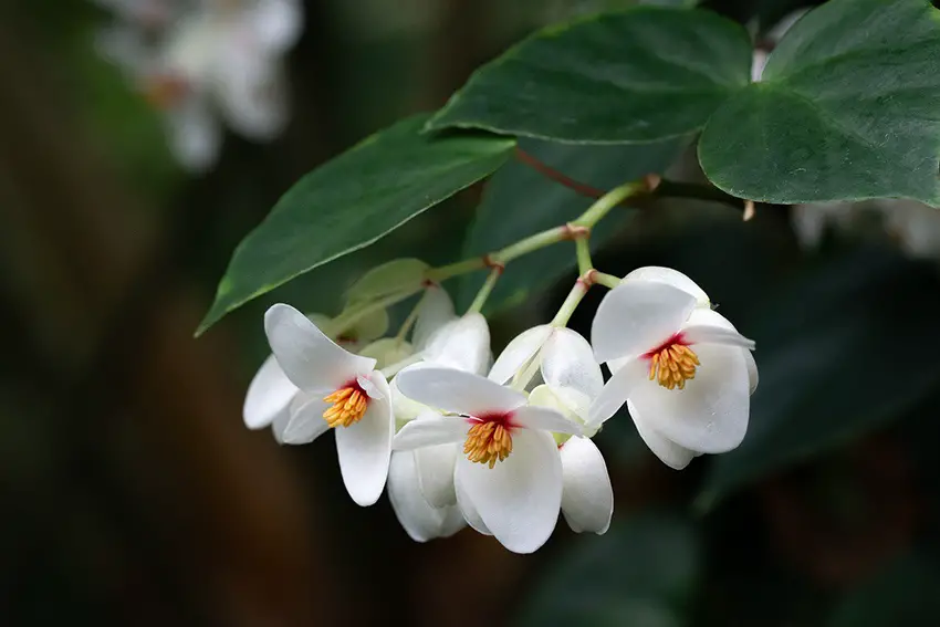 Begonias que hibernan: así sobreviven bien las flores al invierno