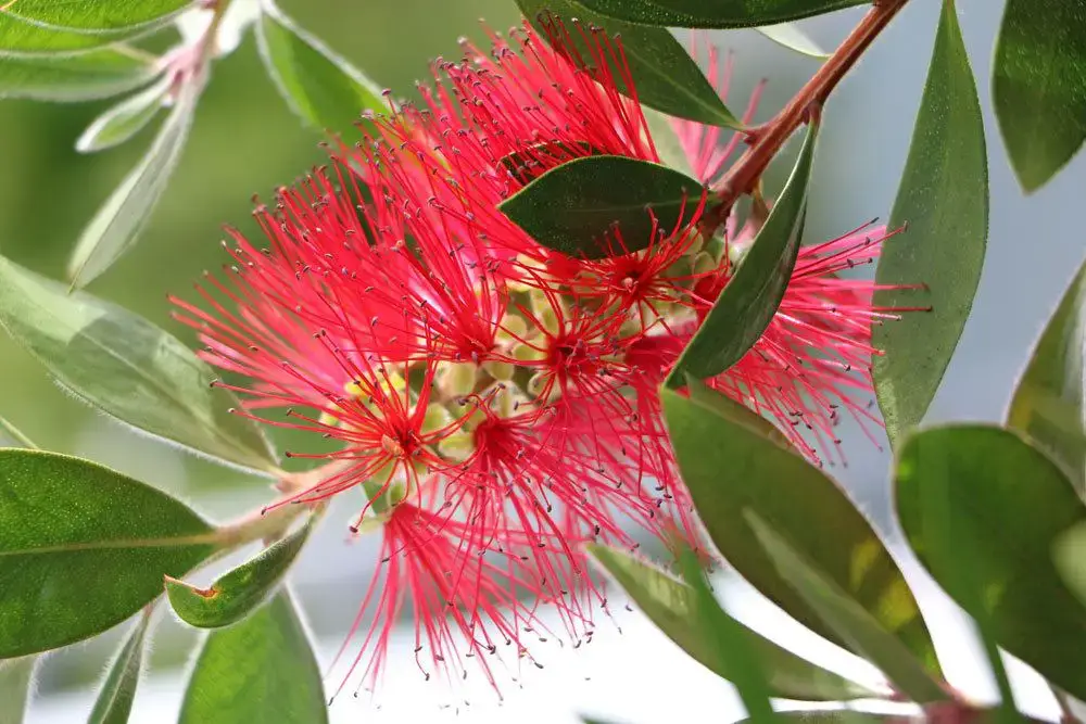 Callistemon, Callistemon – información sobre cuidados, corte e hibernación