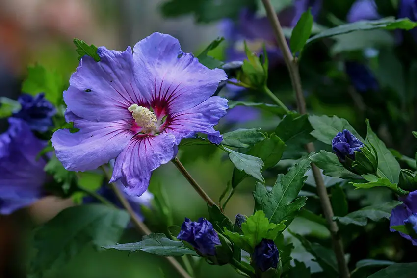 Corta el hibisco: con el corte correcto obtendrás más flores