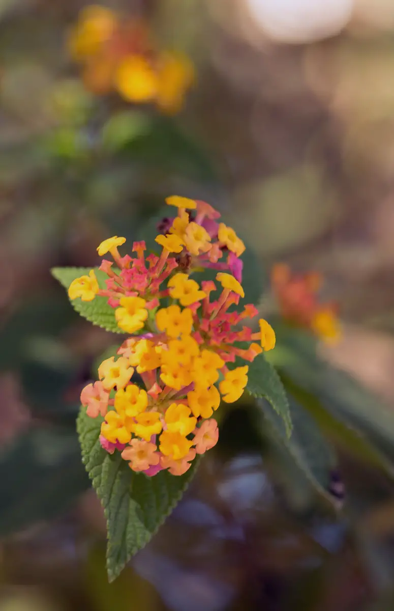 Cuidar, cortar y propagar lantana | jardín de alegría