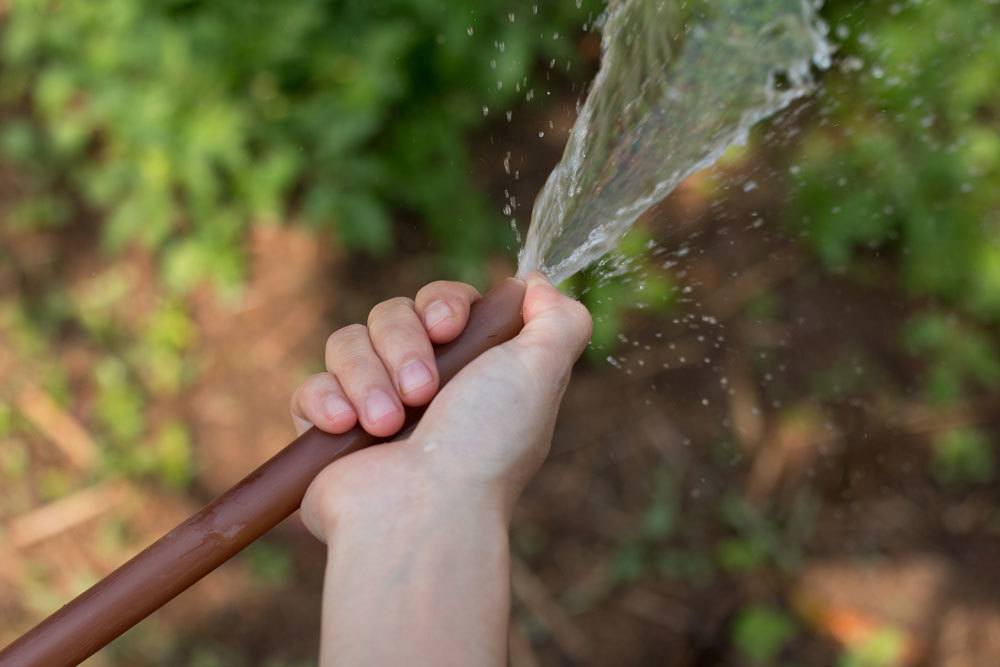 Palitos de limonero: Ayuda contra las hojas pegajosas