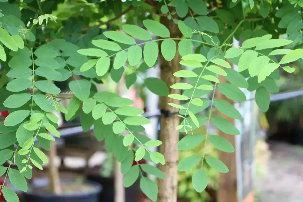 Distinguir entre acacia y acacia: 5 diferencias explicadas