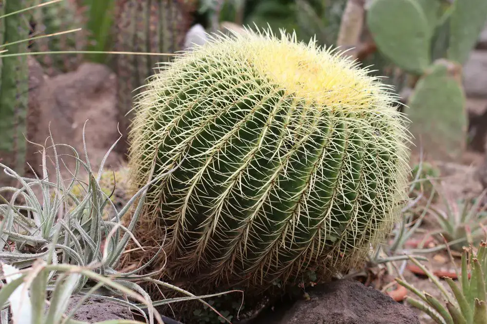 El cactus se pudre: se vuelve blando, arrugado y blando | ¿Qué hacer?
