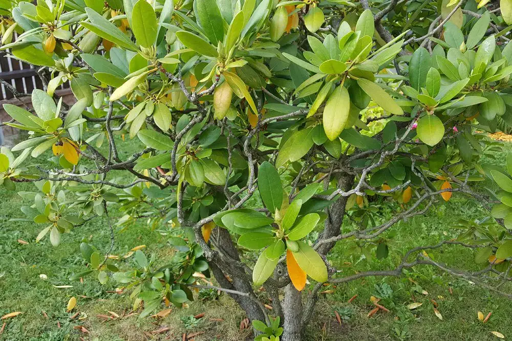 El rododendro tiene hojas amarillas – ayuda rápida
