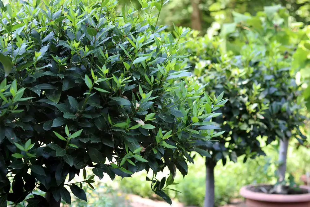 Enfermedades y plagas del laurel especiado | Hojas marrones sobre laurel.