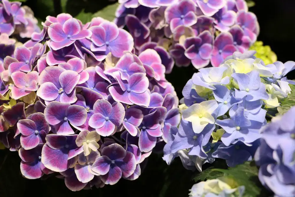 Fertilizar hortensias: 7 remedios caseros eficaces como fertilizante | ¿Cuándo fertilizar?
