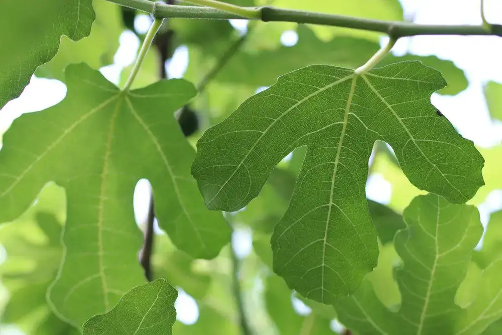 Fertilizar las higueras: ¿con qué, cuándo y con qué frecuencia?