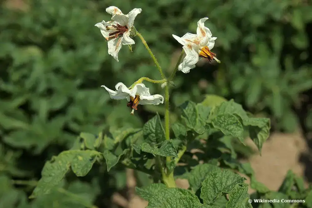 Flor de patata: ¿las patatas tienen que florecer?