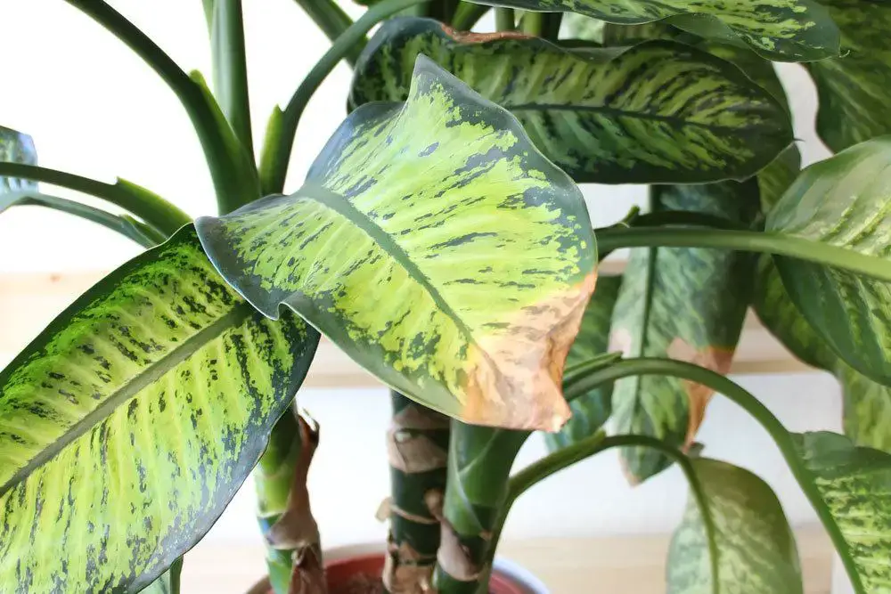 Hojas amarillas/puntas de hojas marrones en plantas de interior